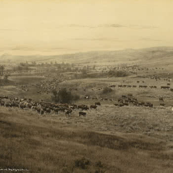 Cavalli e mandrie di bestiame nell’area di Big Dry, Montana, fotografati da L. A. Huffman (1907), The J. Paul Getty Museum. Cavalli e mandrie di bestiame nell’area di Big Dry, Montana, fotografati da L. A. Huffman (1907), The J. Paul Getty Museum.